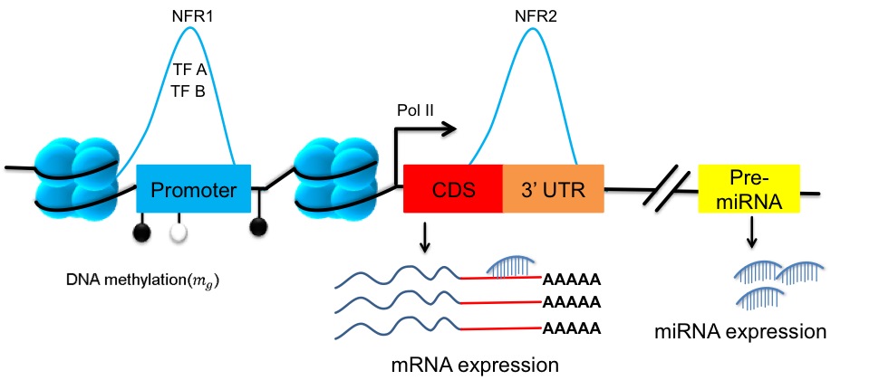 Integrative Machine Learning approaches for gene regulation