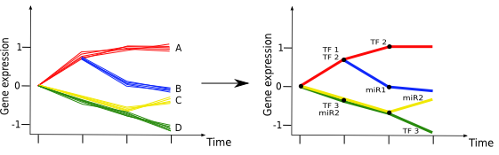 dynamic networks